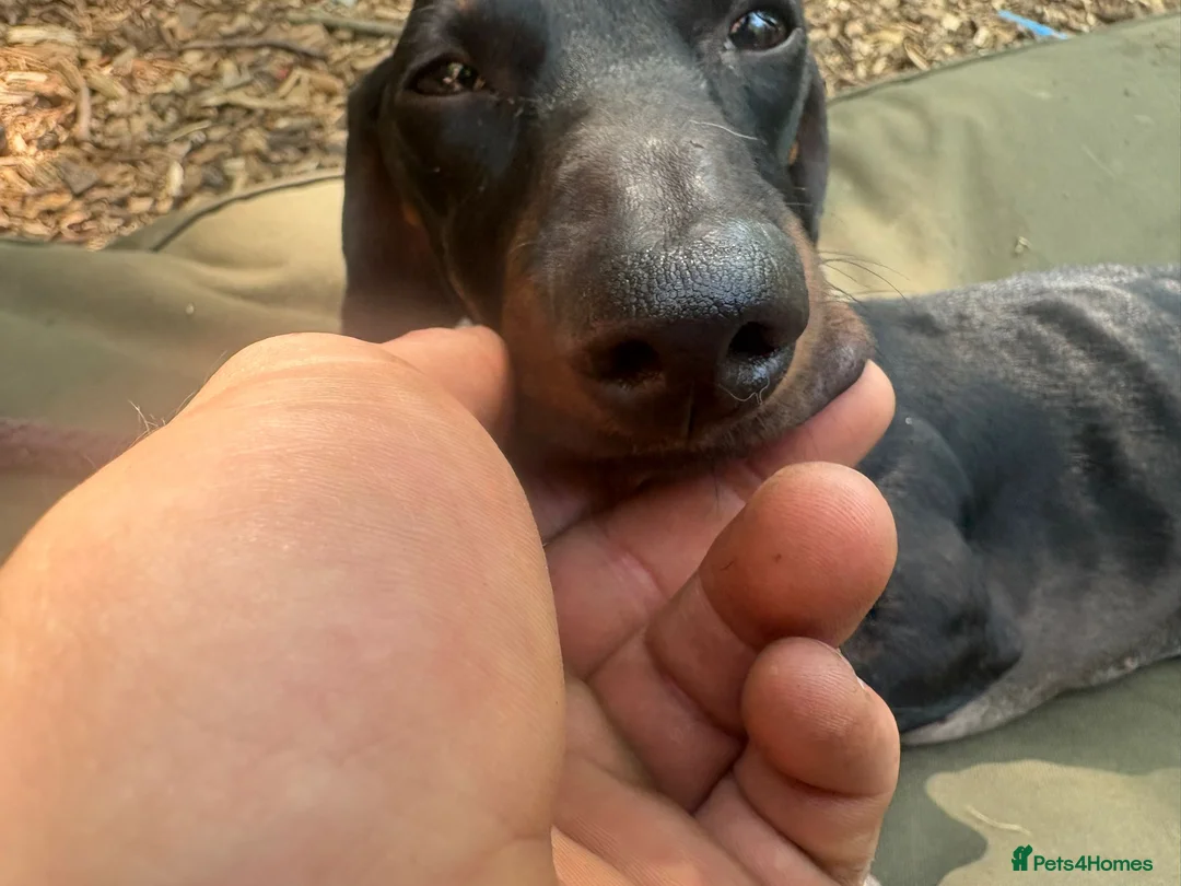 Dachshund dogs for sale: Dachshund looking for a specific home  in Horley - Advert 1