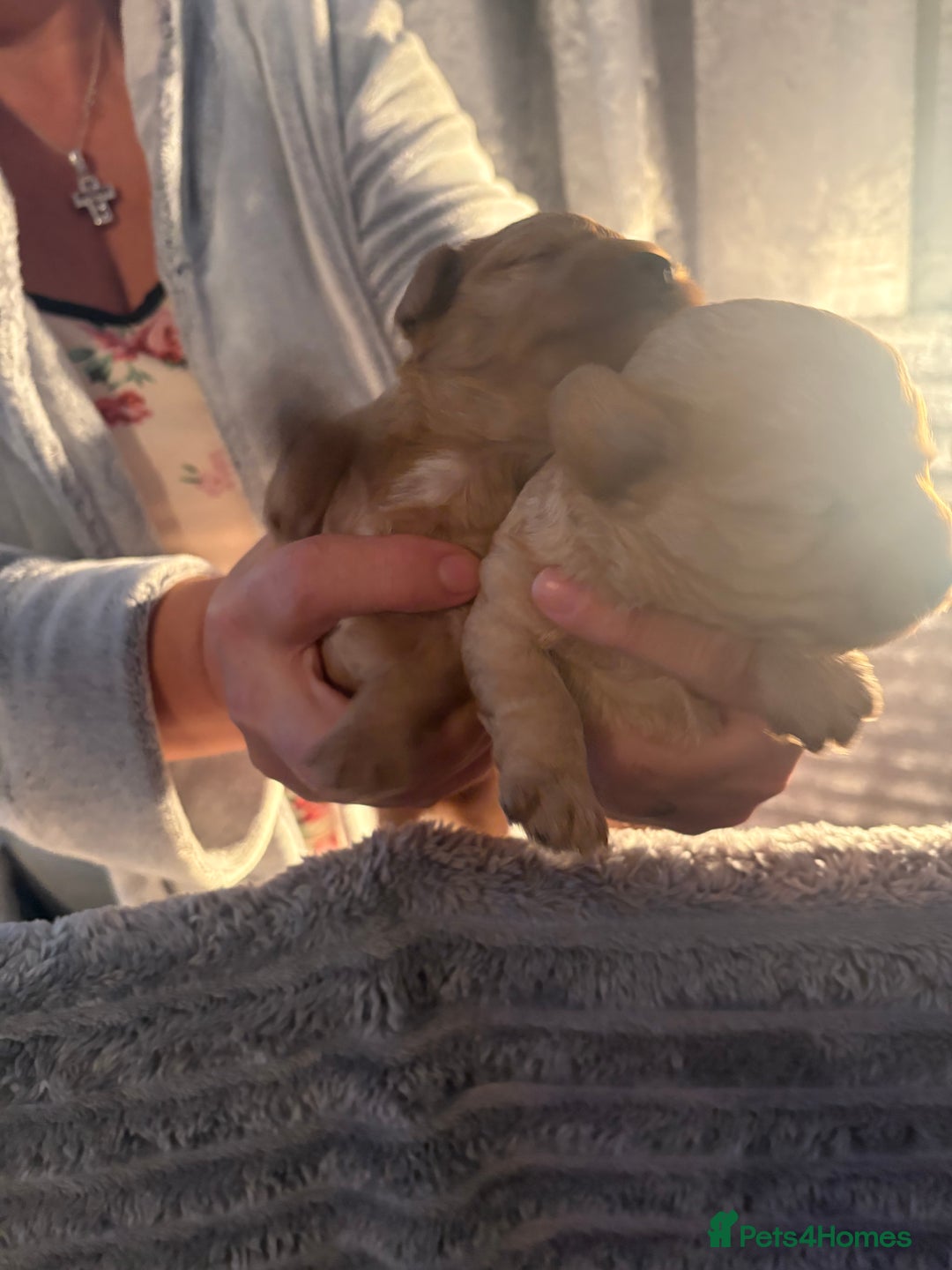 Cavapoochon dogs for sale: Cavapoochon puppies  - Image 15