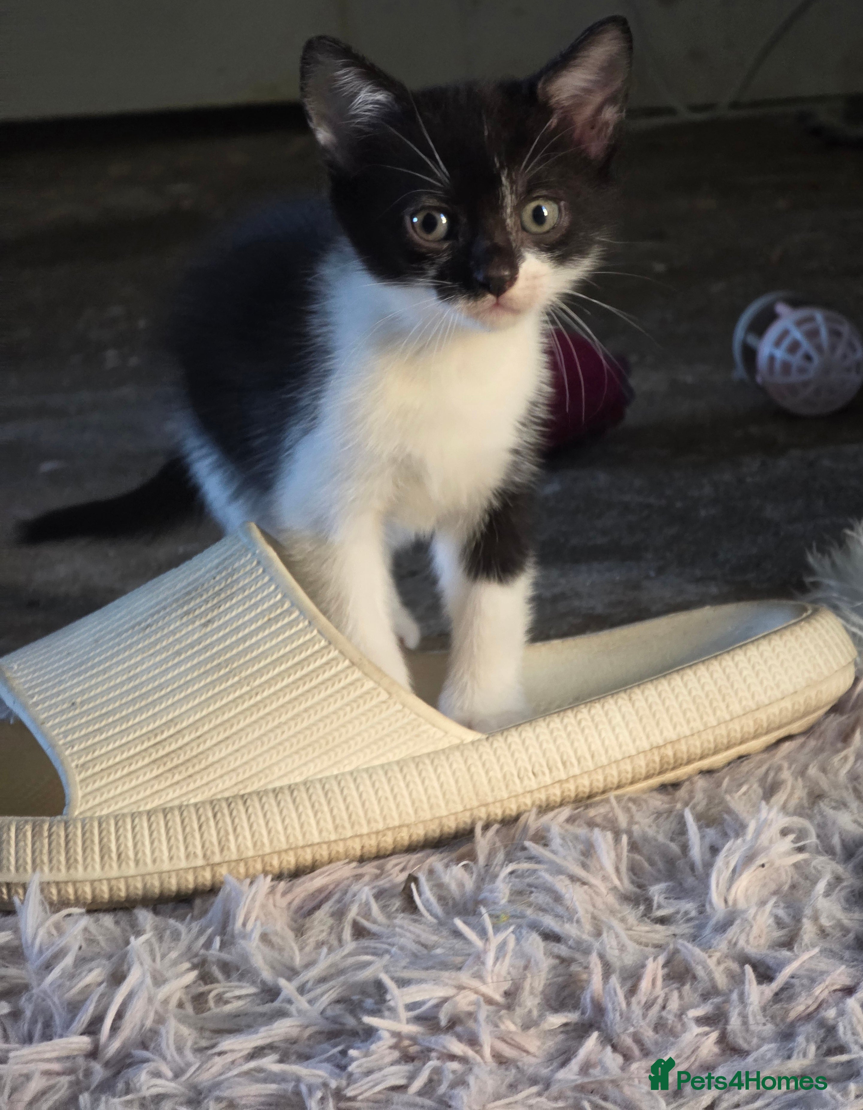 Domestic Shorthair cats 2 kittens left! From a litter of 8 - Advert 13