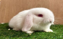 Mini Lop rabbits for sale: Beautiful friendly vaccinated Mini Lops - Image 3