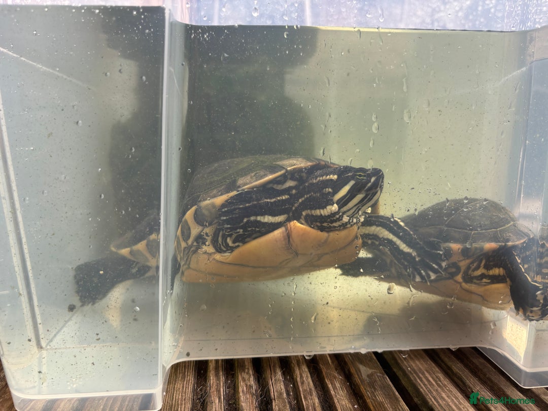 Terrapin reptiles for sale: Terrapins - Image 11