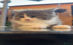 Mixed Breed cats for sale: GORGEOUS LONGHAIRED KITTENS FOR SALE!! - Image 3