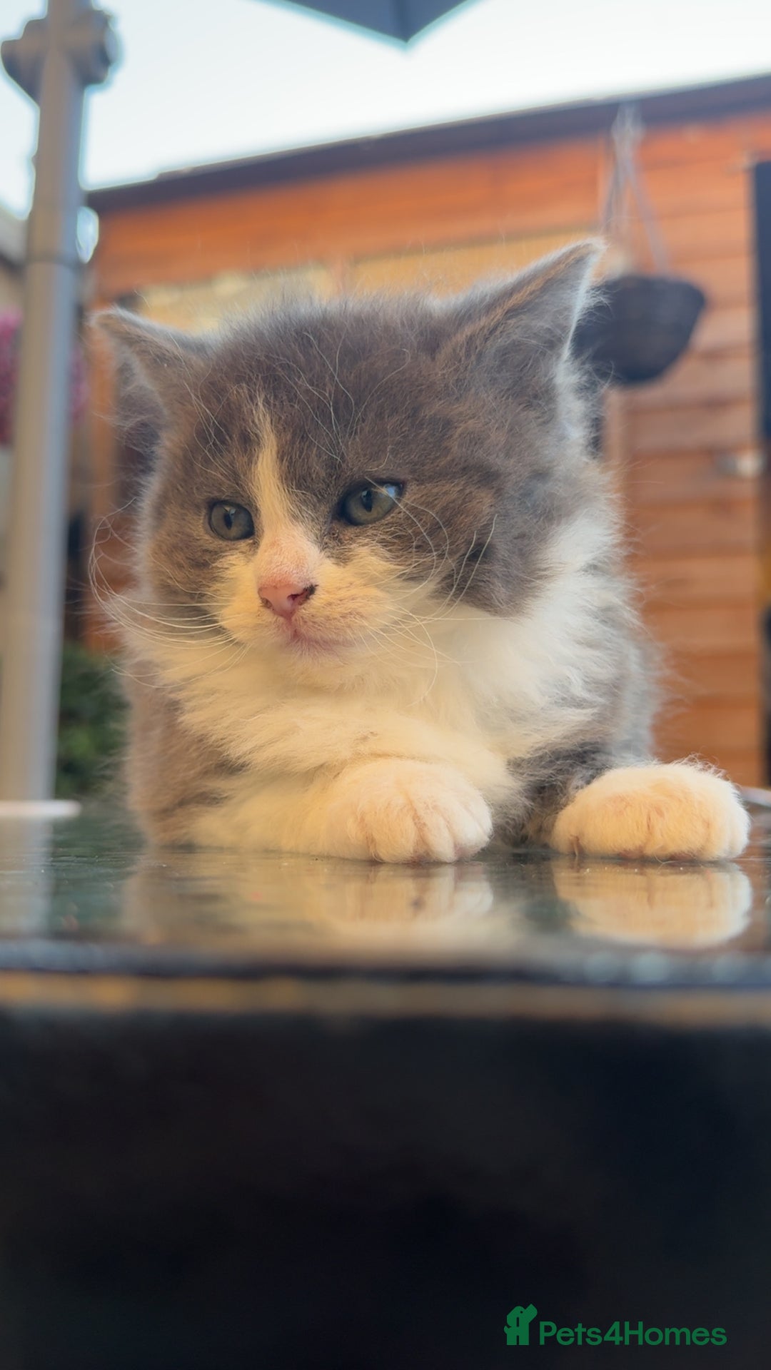 Mixed Breed cats for sale: GORGEOUS LONGHAIRED KITTENS FOR SALE!! - Image 3