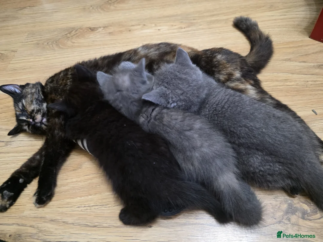 Mixed Breed cats for sale: British shorthair x maincoon - Advert 1