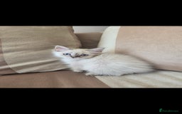 Ragdoll cats for sale: 2 Stunning Ragdolls Kittens Left  - Image 13
