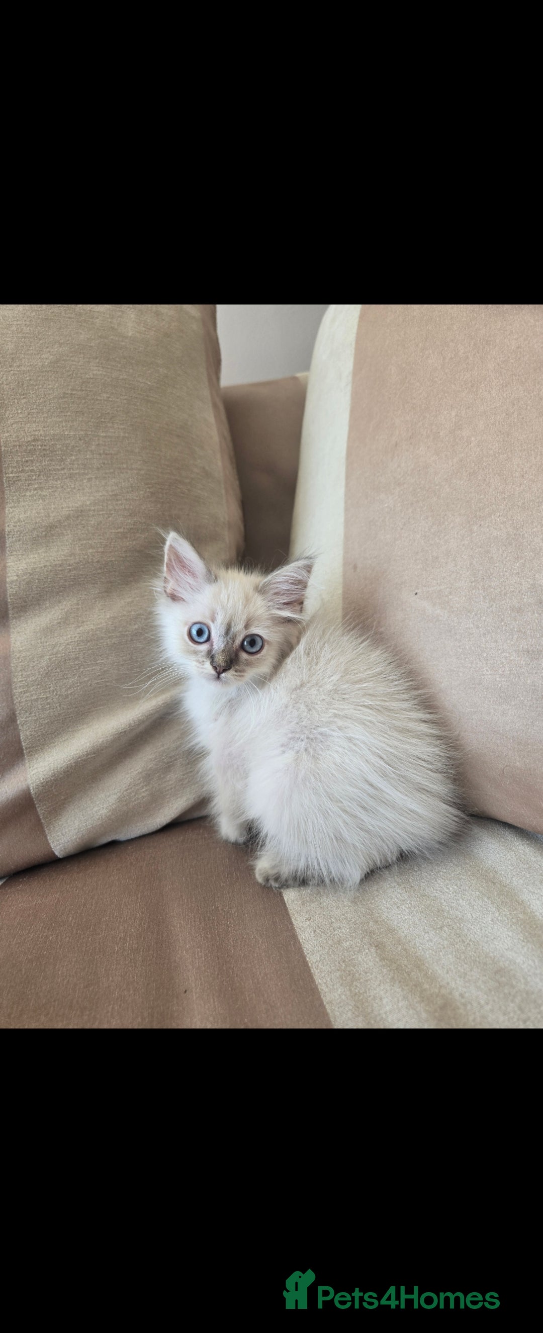 Ragdoll cats for sale: 2 Stunning Ragdolls Kittens Left  - Image 13