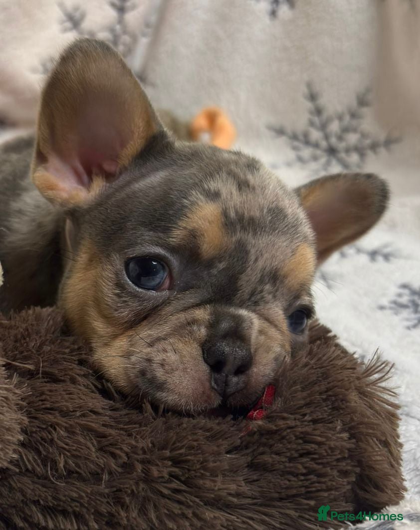 French Bulldog dogs Gorgeous French Bulldog Puppies - Advert 8