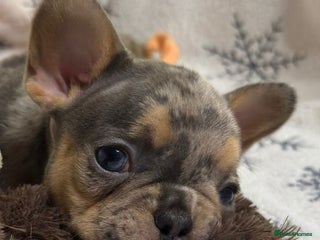 French Bulldog dogs Gorgeous French Bulldog Puppies - Advert 7