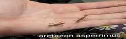 Stick Insects invertebrates for sale: Stick and leaf insect nymphs available! - Advert 6