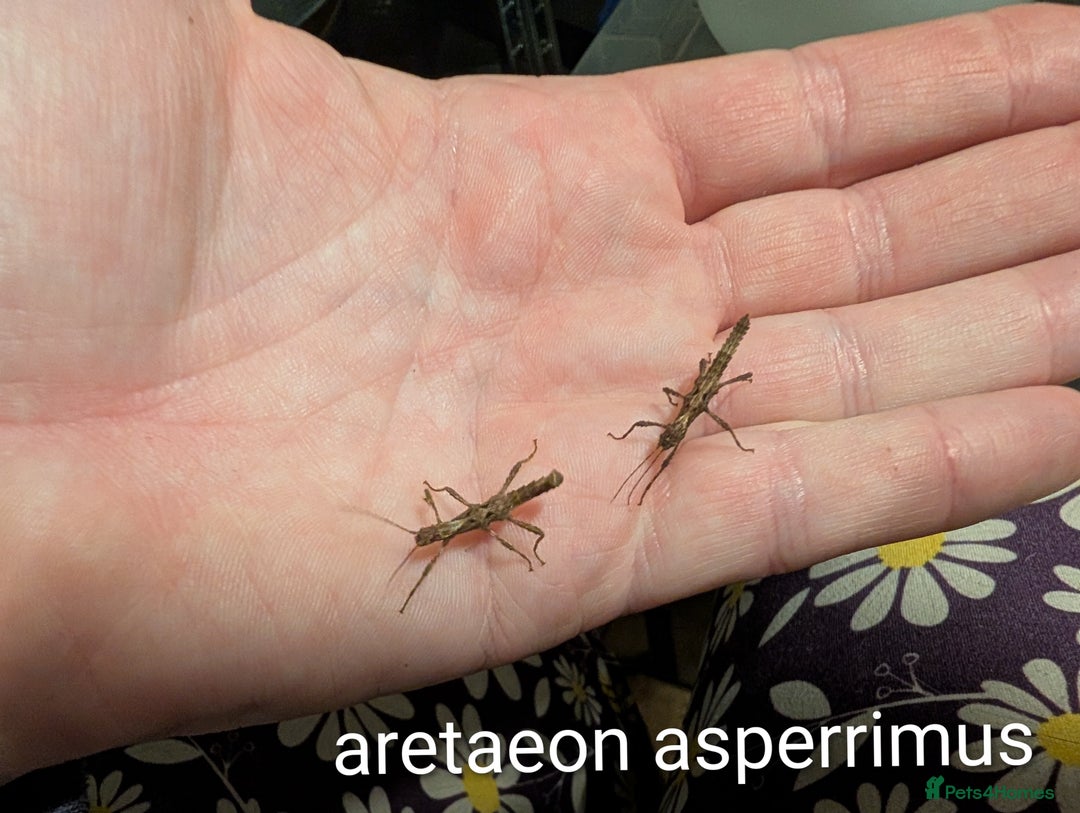 Stick Insects invertebrates for sale: Stick and leaf insect nymphs available! - Advert 6