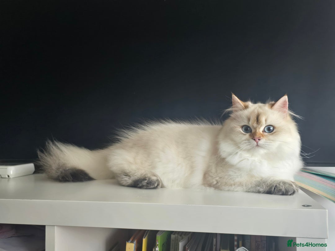 British Longhair cats for sale: Stunning Colour Point Girl - Advert 8