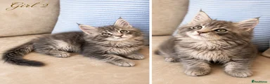 Maine Coon Kitten 2