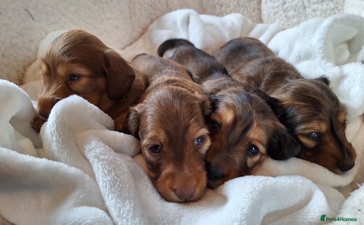 Miniature Dachshund dogs - Advert 1
