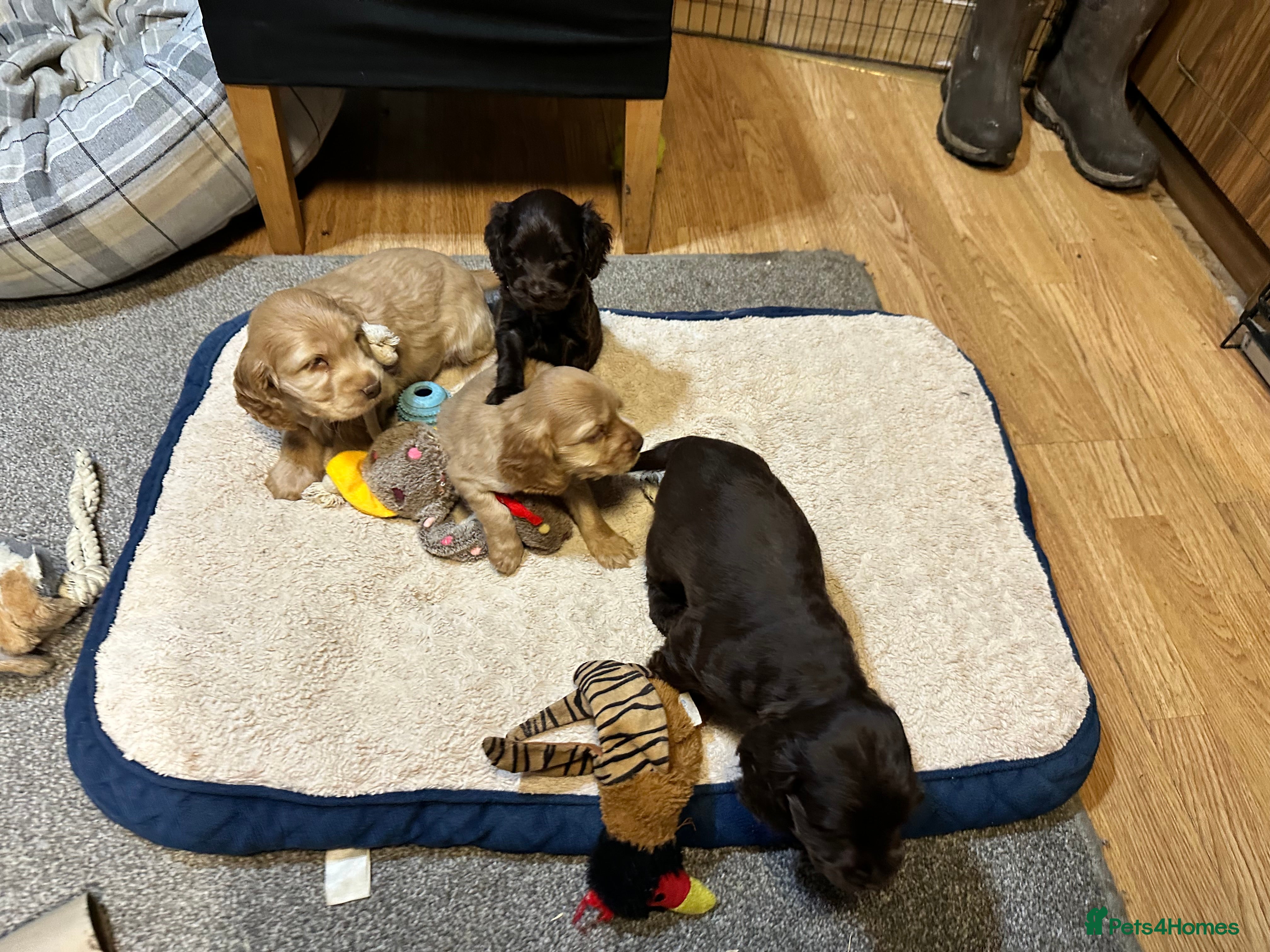 Cocker Spaniel dogs Beautiful show type chocolate and gold girls - Advert 6