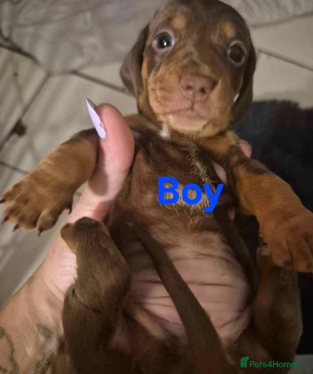 Miniature Dachshund dogs for sale: Minature smooth haired Dachshunds - Image 14