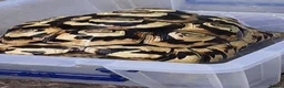 Tortoise reptiles for sale: Male Leopard Tortoise 9 years old  in Manchester - Advert 3