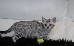 Bengal cats for sale: Stunning Bengal kittens - Image 18