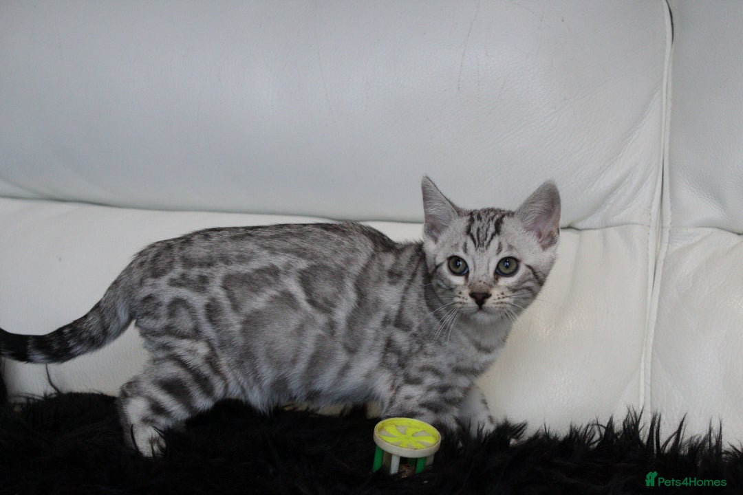Bengal cats for sale: Stunning Bengal kittens - Image 18