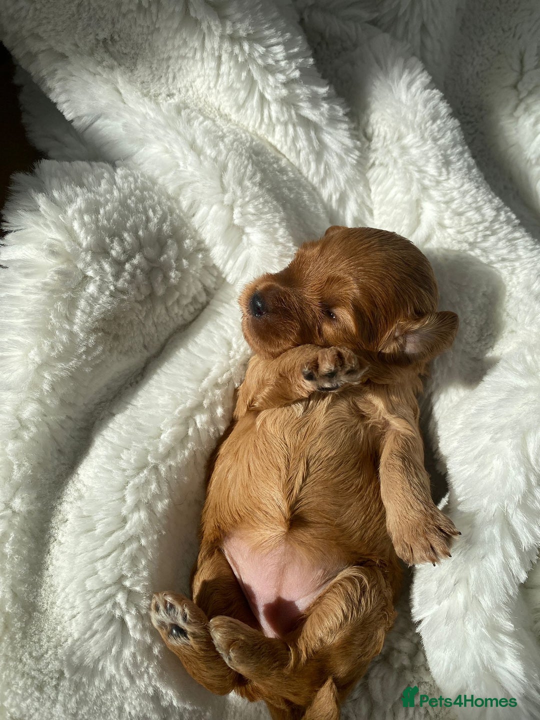 Mini Goldendoodle dogs for sale: 8 Lovingly Raised Miniature Goldendoodles  - Image 4