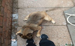 Mixed Breed dogs for sale: Male staffie cross cane corso - Image 3