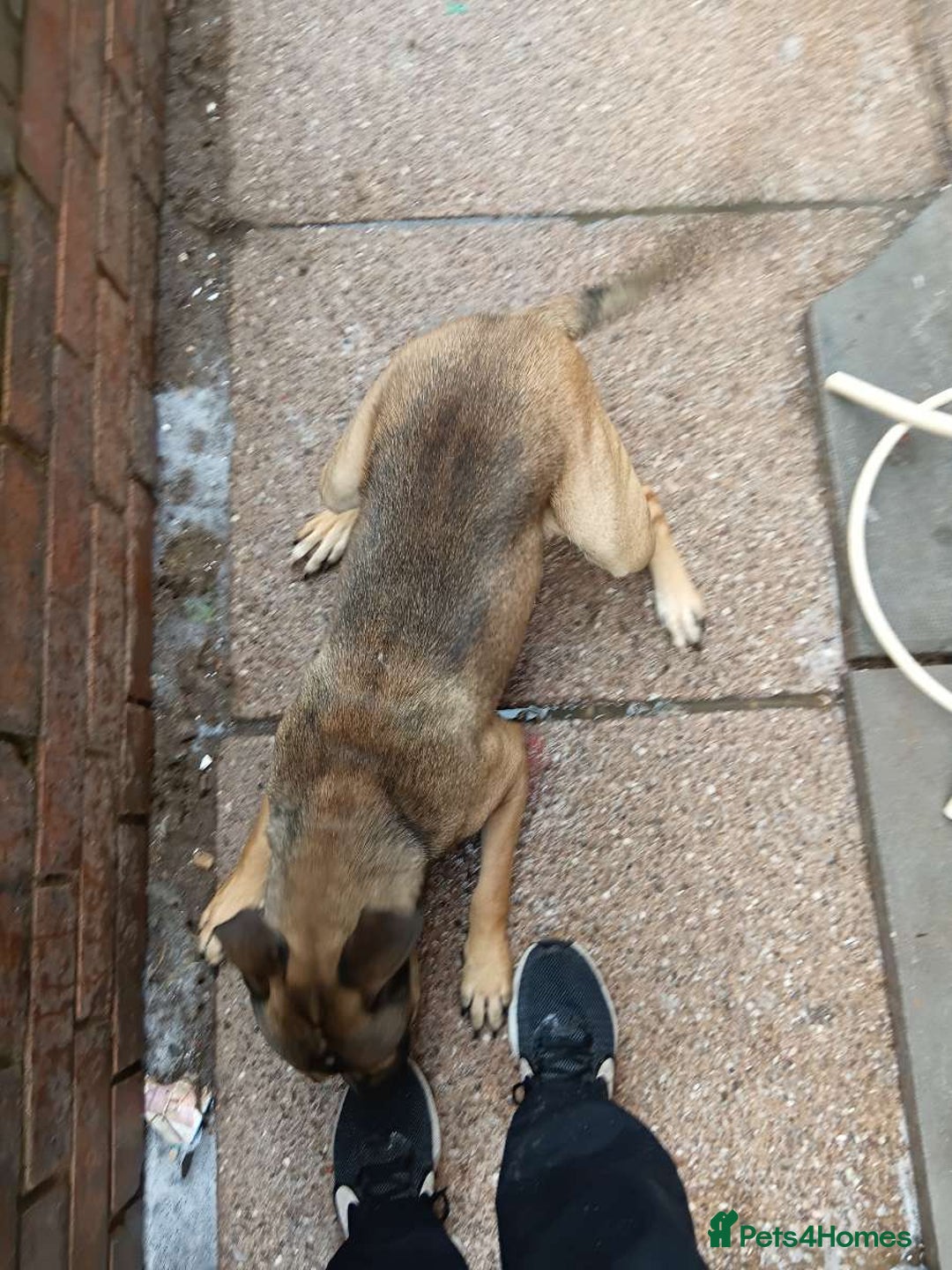 Mixed Breed dogs for sale: Male staffie cross cane corso - Image 3