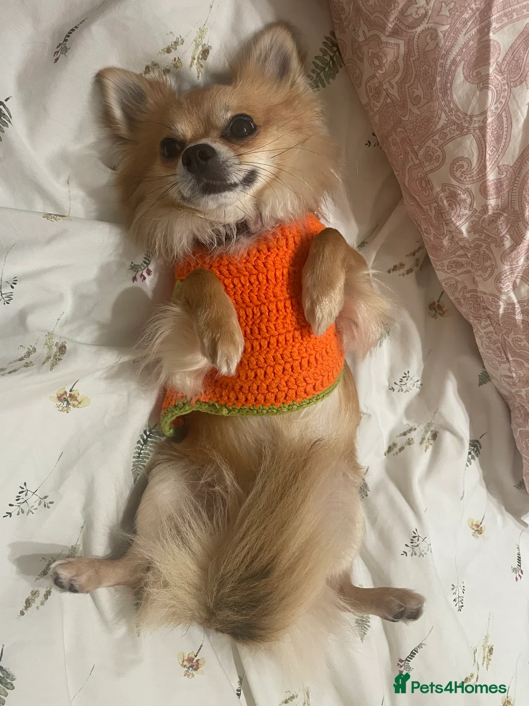 Chihuahua dogs for stud: Long Haired Chihuahua for Stud - Advert 2