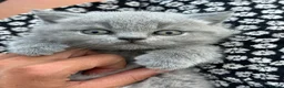 British Shorthair cats for stud: FOR STUD Pedigree GCCF PKD CLEAR BSHair  - Advert 7