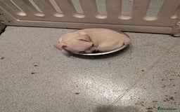 French Bulldog dogs for sale: French bulldog puppy's  - Image 2