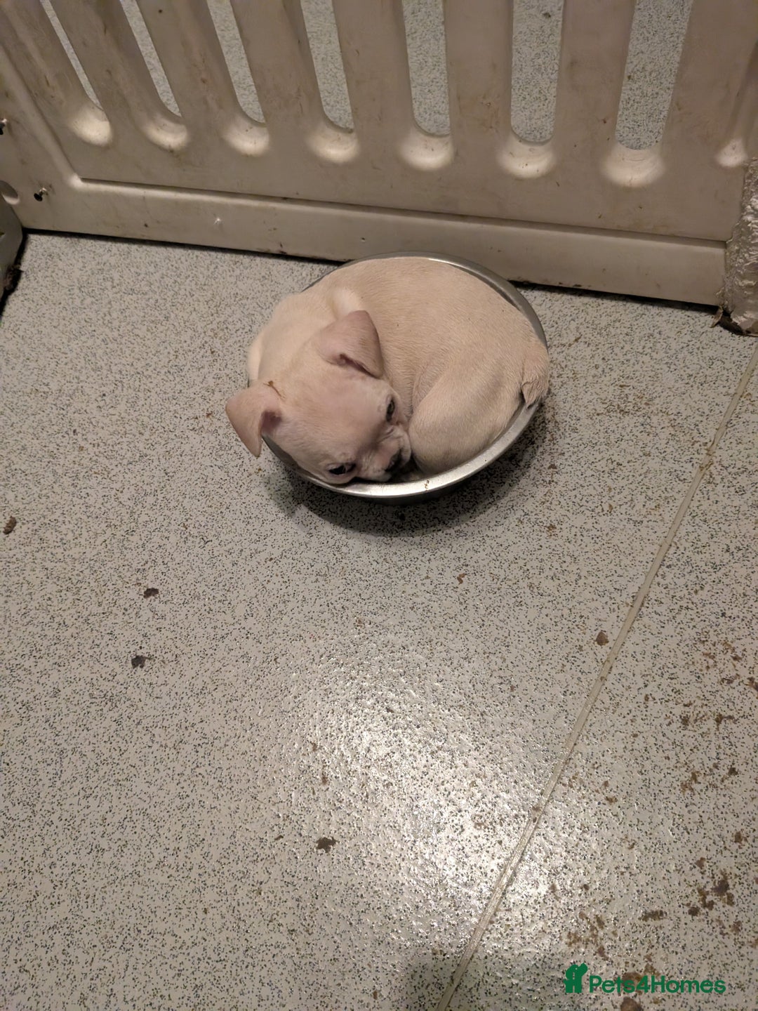 French Bulldog dogs for sale: French bulldog puppy's  - Image 2