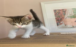 Domestic Shorthair cats for sale: Adorable Tabby Boy  - Image 2
