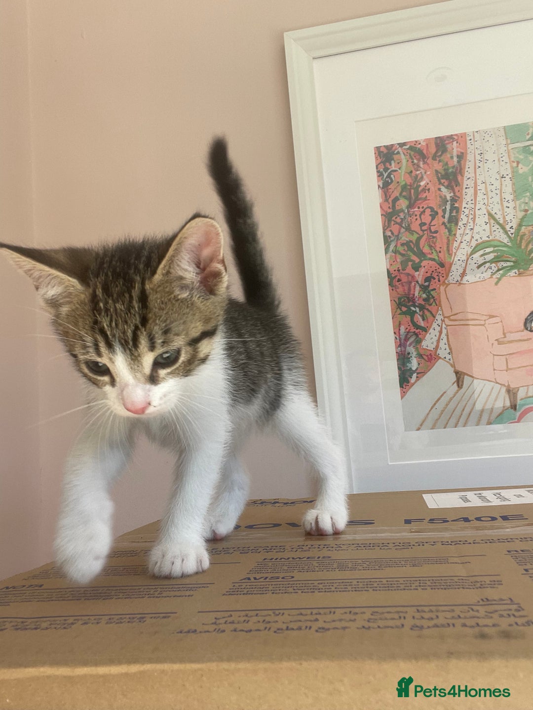 Domestic Shorthair cats for sale: Adorable Tabby Boy  - Image 2