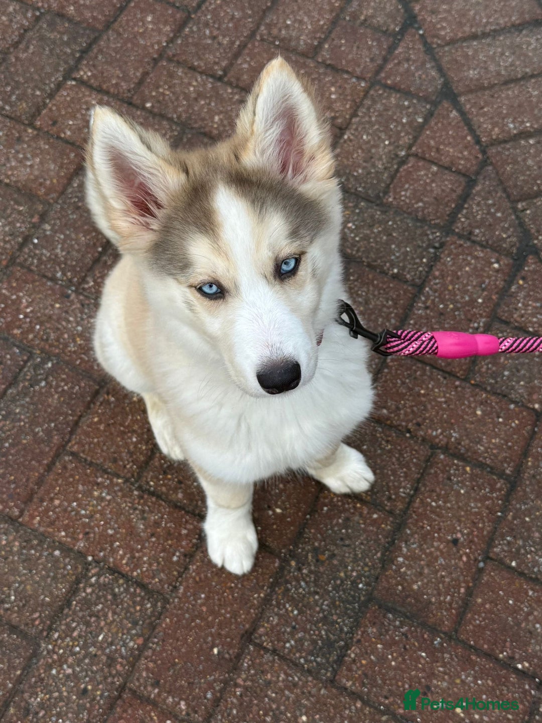 Siberian Husky dogs for sale: Siberian husky 16weeks old - Advert 1