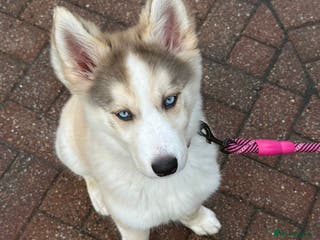 Siberian Husky dogs Siberian husky 16weeks old - Advert 1