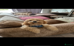Cockapoo dogs for sale: 7 month old cockapoo girl Daisy  - Image 4