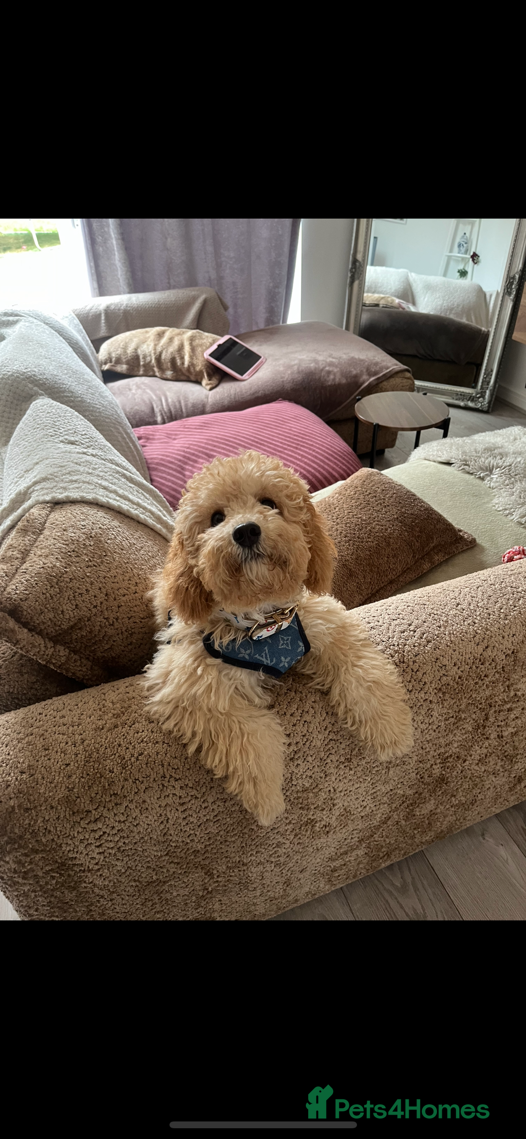 Cockapoo dogs for sale: 7 month old cockapoo girl Daisy  - Image 4