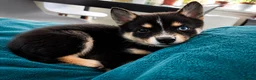 Pomsky dogs for sale: Beautiful Pomsky 1 Girl Available - Advert 22