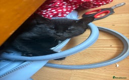 Domestic Shorthair cats for sale: Brother and sister forever home - Image 2