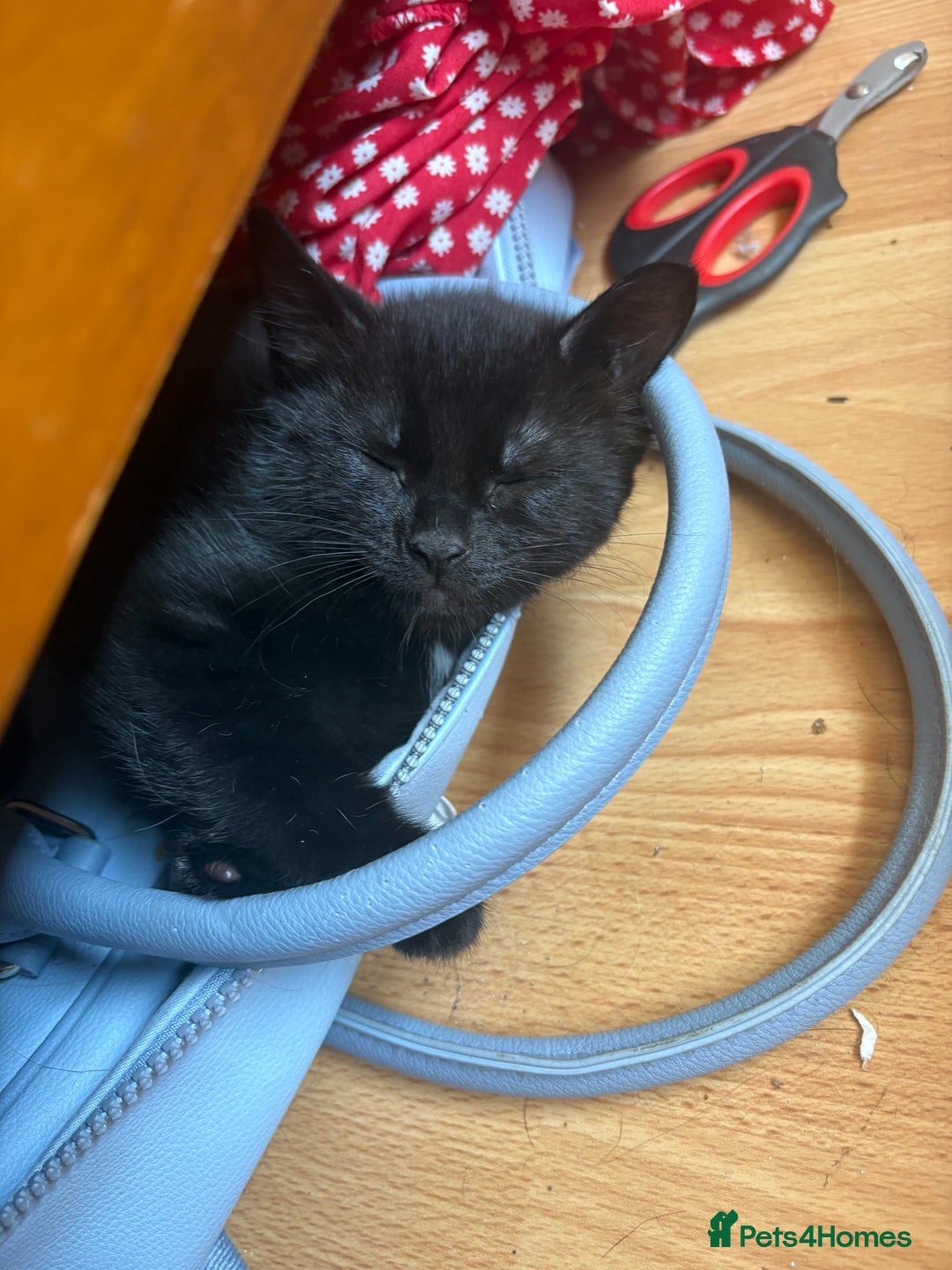 Domestic Shorthair cats for sale: Brother and sister forever home - Image 2