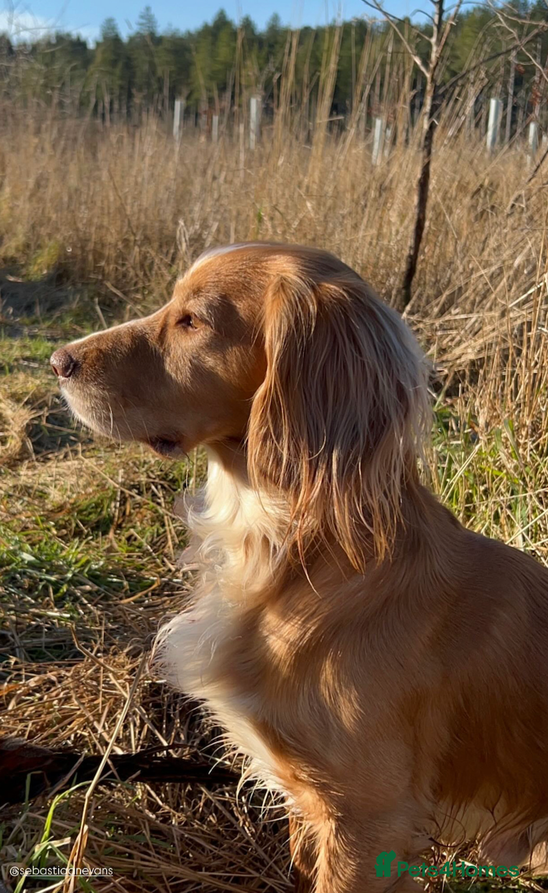 Cocker Spaniel dogs for stud: Working Gun Dog Stud  - Advert 28