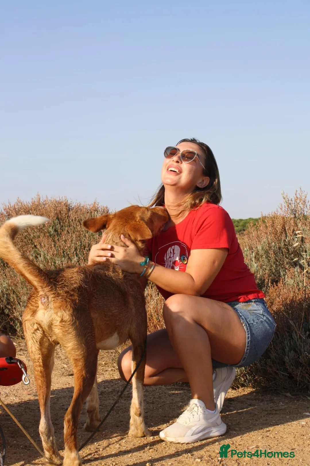 Portuguese Podengo dogs for adoption: 7 YEARS WAITING - FORGOTTEN DOGS - Advert 5