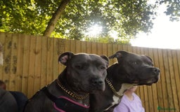Staffordshire Bull Terrier dogs for sale: For Sale Blue Staffies/ Blue Staffordshire  - Image 2