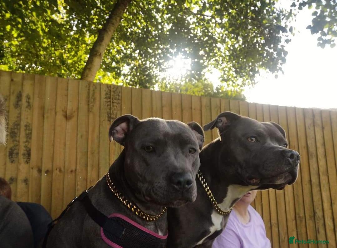 Staffordshire Bull Terrier dogs for sale: For Sale Blue Staffies/ Blue Staffordshire  - Image 2