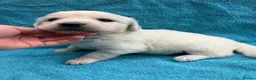 Golden Retriever dogs for sale: KC Reg Health Tested Golden Retriever Pups - Advert 11