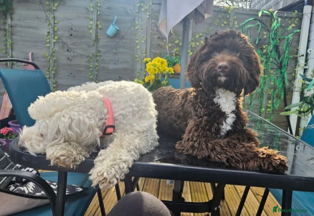 Cockapoo dogs for sale: Cockerpoo puppies for sale  - Image 12
