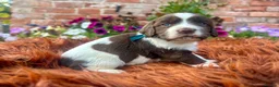 English Springer Spaniel dogs for sale: Springer Spaniel Puppies in Shrewsbury - Advert 10