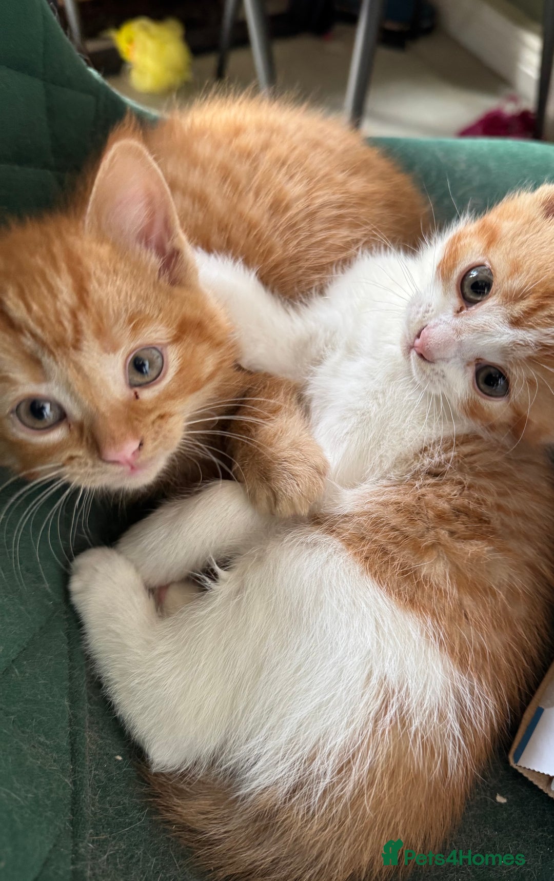 Domestic Shorthair cats for sale: Ginger Kittens - Advert 8