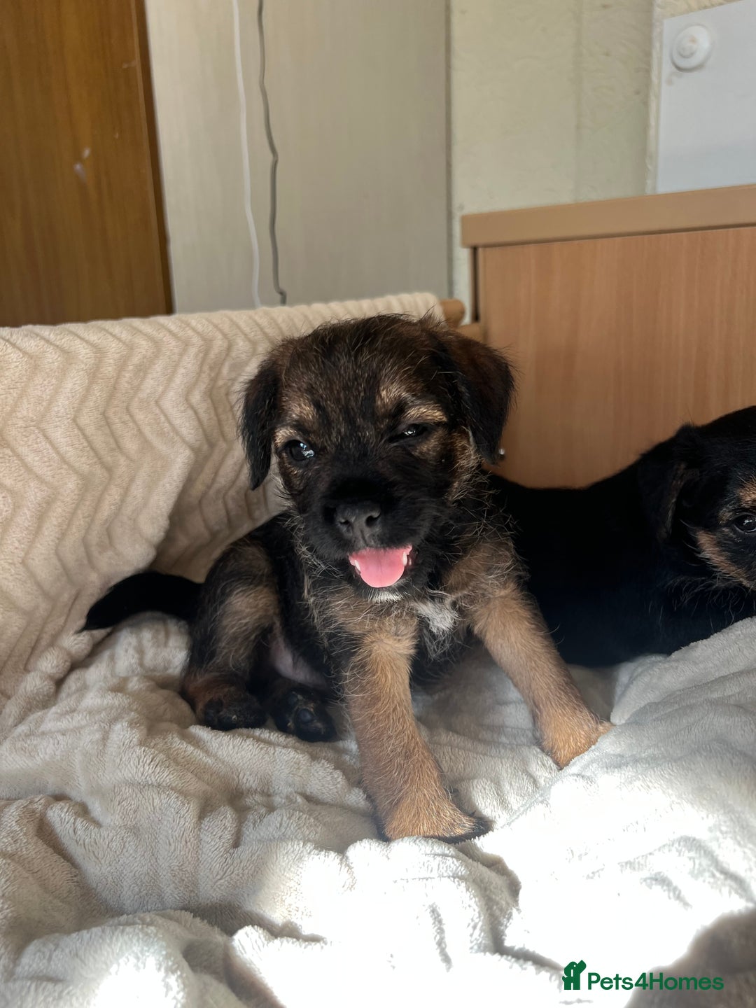 Border Terrier dogs for sale: Border Terrier Puppies - Ready now 🐾  - Image 12
