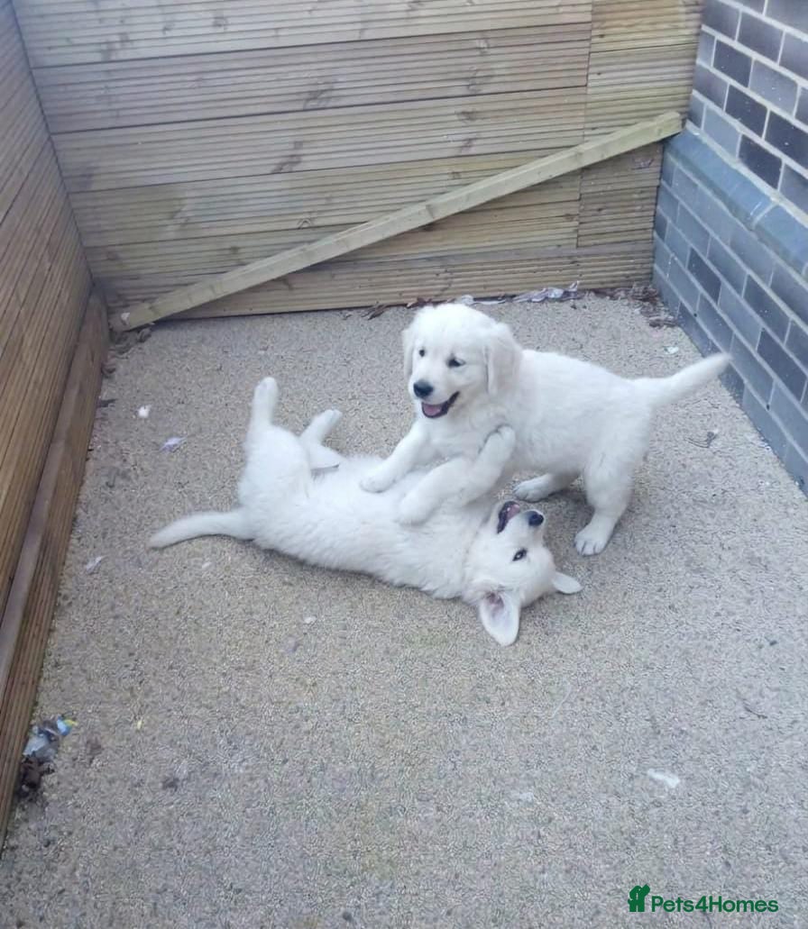 Golden Retriever dogs Golden retriever puppies  - Advert 1