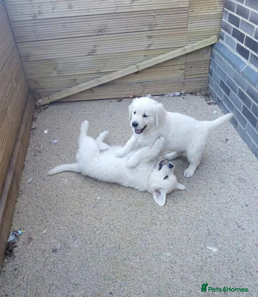 Golden Retriever dogs for sale: Golden retriever puppies  in Hornchurch - Advert 1