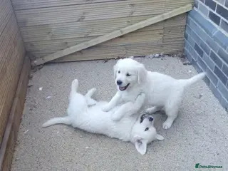 Golden Retriever dogs Golden retriever puppies - Advert 1